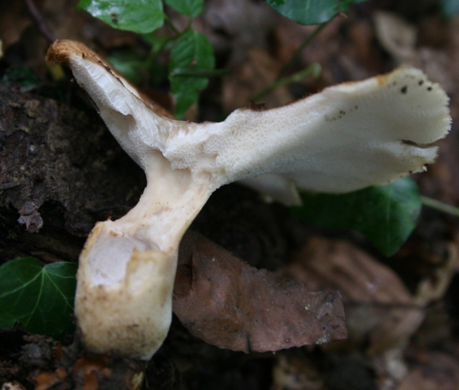 Polyporus tuberosus?